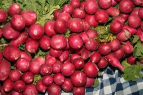 Healthy and tasty radishes