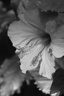 Nature Monochrome