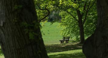 Tree Park Bench Shadow