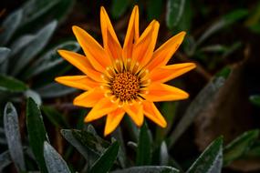 Plant Nature Flower
