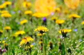 Nature Plant Flower