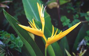 Bird Of Paradise Flower Yellow