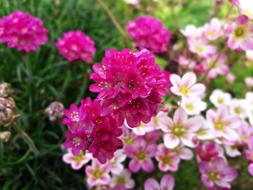 Flower Nature Plant