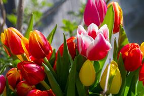 Tulips Nature Colorful Tulip