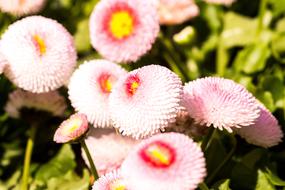 Flower Nature Plant