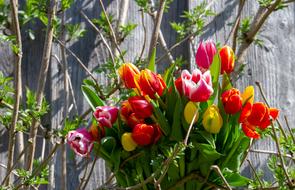 Tulips Colorful Tulip Bouquet