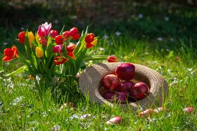 Apple Fruit Tulips