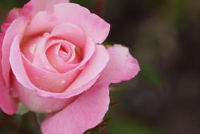 Flower Rose Petal