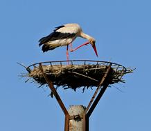Stork White Nature sky view