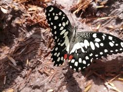 the butterfly is big and beautiful near the ground