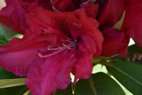 Flower Plant Nature