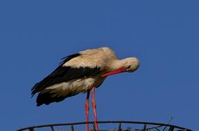 Stork White Nature The