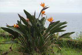 Madeira Nature Flora