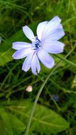 Nature Plant Flower