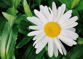 Flower White Daisy