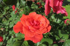Orange Roses Flower Plant