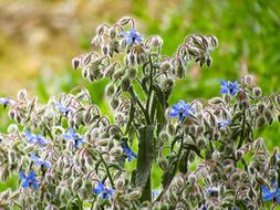 Plant Nature Flower