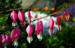 a branch of flowers in the garden