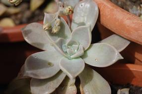 Nature Flower Wallpaper Fat
