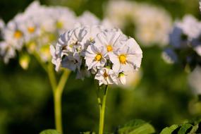 Flower Nature Plant