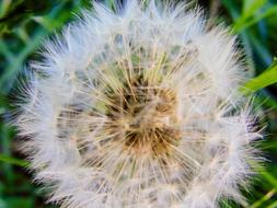 Dandelion Nature Plant