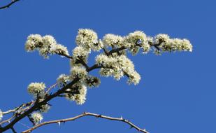 Blossom Bloom Bud
