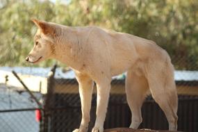 white big wild wolf