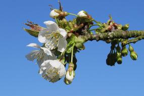 Blossom Bloom Bud