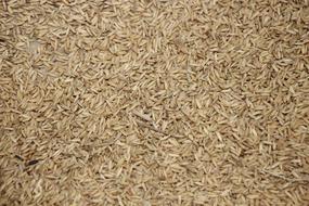 dry seeds harvest