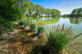 Tree Nature Waters