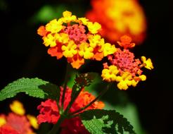 Flowers Garden Nature