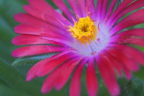 Nature Plant Flower No