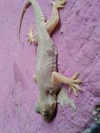 Lizard Reptile Nature