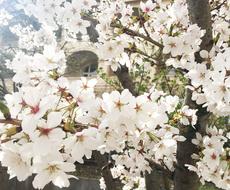 Flower Cherry Wood Plant