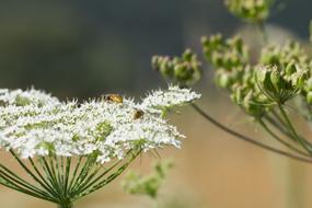Flower Bee
