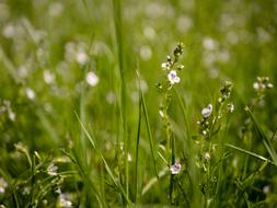 Grass Nature Meadow
