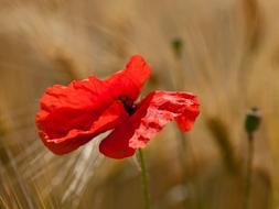 a lonely flower bud