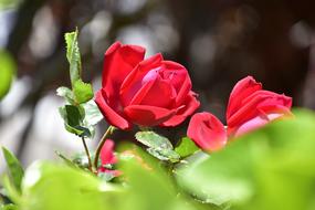 Nature Flower Plant