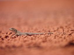 Lizard Reptile Nature