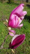 Flower Nature Plant