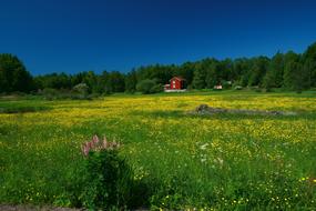 green field in yellow colors