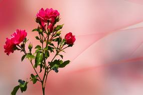 Flowers Rose Blossom