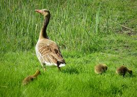 Birds Nature