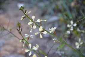 Flower Nature Plant