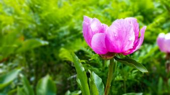 beautiful gorgeous flower