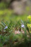 Nature Plants Flowers