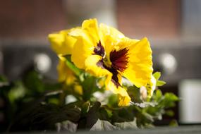 yellow bud with brown center