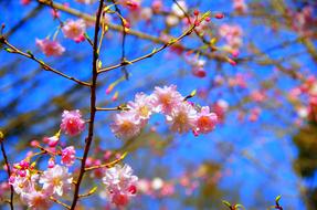 Flowers Branch Plant