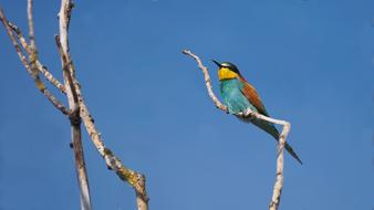 Nature Animals Birds
