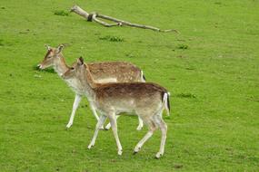 Lawn Animals Mammals
